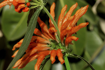 Queue De Lion Photos Royalty Free Images Graphics Vectors Videos Adobe Stock