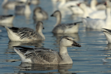 Anser caerulescens / Oie des neiges