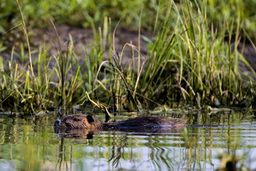 Myocastor coypus/ Ragondin