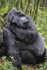 Gorilla gorilla beringei : Gorille de montagne