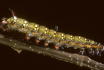 Hyles euphorbiae / Sphinx de l'euphorbe