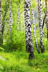 Naklejka premium summer in sunny birch forest