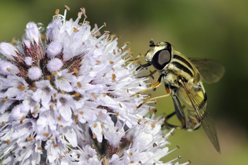 Helophilus pendulus / Hélophile suspendu