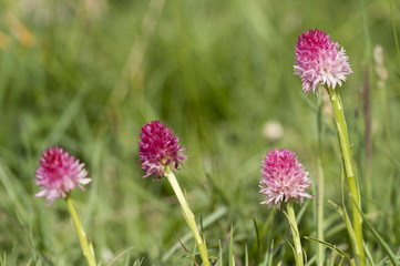 Gymnadenia corneliana / Nigritelle de Cornelia