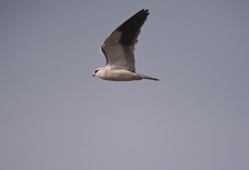 Elanus caeruleus / Elanion Blanc