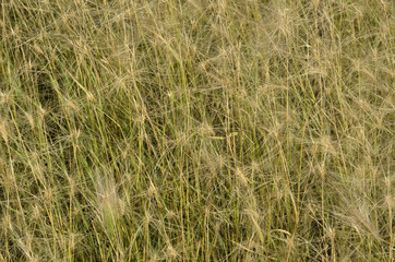 Hordeum jubatum / Orge à crinière
