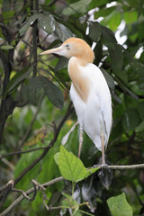 Bulbulcus ibis / Héron garde bœufs