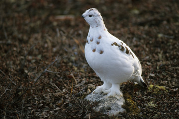 Lagopus mutus / Lagopède alpin