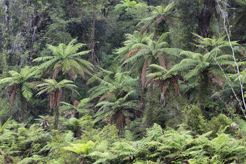 Forêt des Catlins / Nouvelle-Zélande