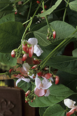 Phaseolus coccineus / Haricot d'Espagne