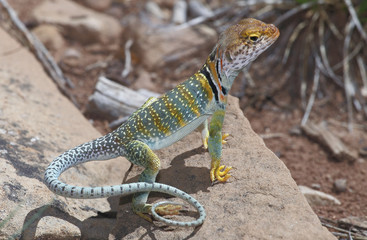 Crotaphytus collaris / Lézard à collier