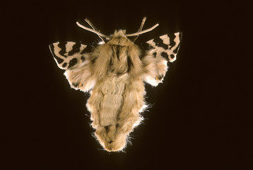 Euprepia diva / Femelle