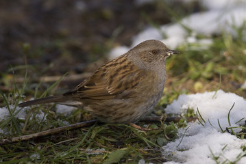 Prunella modularis / Accenteur mouchet