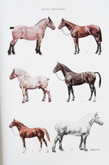 Illustration / Races de chevaux