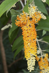 Buddleja madagascariensis / Buddleia de Madagascar
