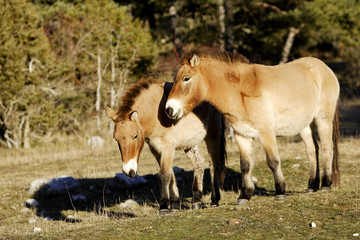Naklejka na ściany i meble Equus caballus przewalskii / Cheval de Przewalski
