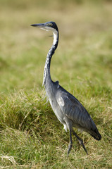 Ardea melanocephala / Héron mélanocéphale