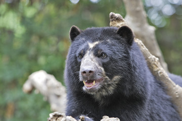 Tremarctos ornatus / Ours à lunettes