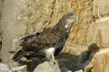 Circaetus gallicus / Circaète Jean le blanc