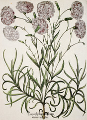 Ilustracja botaniczna