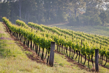 Lines of vines at vineyards in Hunter Valley