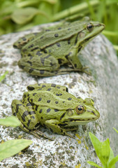 Rana lessonae / Petite grenouille verte / Grenouille de Lessona