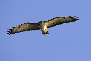 Buteo buteo / Buse variable