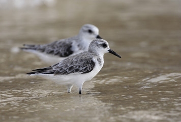 Calidris alba / Bécasseau sanderling
