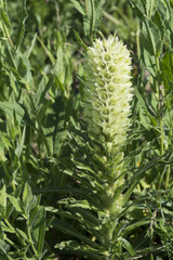 Campanula thyrsoides / Campanule en thyrse