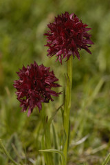 Nigritella rhellicani / Nigritelle noire
