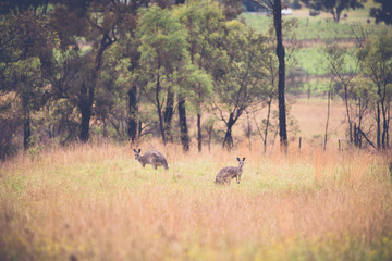 Kangaroos in a field at sunrise