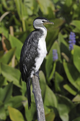 Microcarbo melanoleucos / Cormoran pie