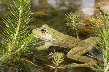 Rana esculenta / Grenouille verte