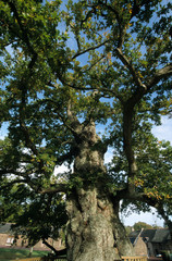 Chêne à Guillotin