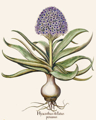 Illustration  botanique / Scilla peruviana / Scille du Pérou