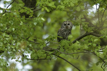 Strix aluco/ Chouette hulotte