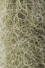 Tillandsia usneoides / Barbe de vieillard