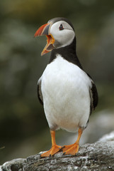Fratercula arctica / Macareux moine / Puffin