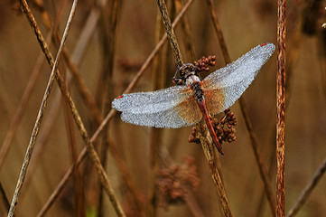 Sympetrum sanguineum / sympétrum rouge-sang