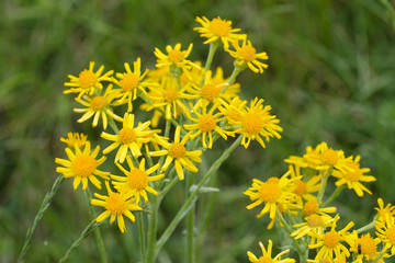 Tephroseris integrifolia subsp. integrifolia / Séneçon orangé