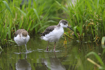 Himantopus himantopus / Echasse blanche