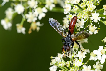 Cylindromyia brassicaria