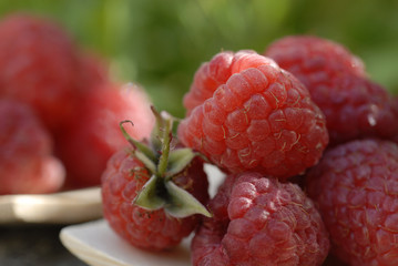 Rubus idaeus / Framboise