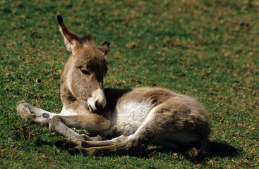 Naklejka premium Ane; Anon