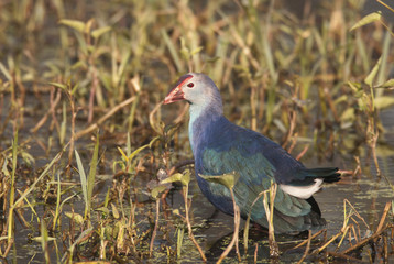 Porphyrio porphyrio / Talève sultane / Poule sultane