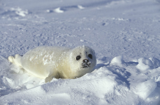 90 Best Bebe Phoque Images Stock Photos Vectors Adobe Stock