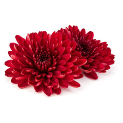 Red chrysanthemum flower isolated on white background