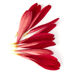 Red chrysanthemum flower petals isolated on white background