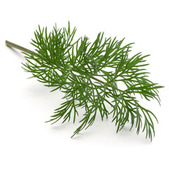 Close up shot of branch of fresh green dill herb leaves isolated