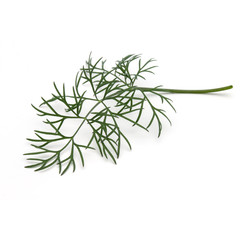 Close up shot of branch of fresh green dill herb leaves isolated
